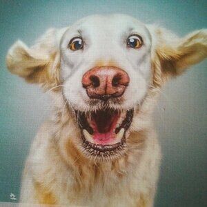 Ruff $1 Dollar Sale An Much More